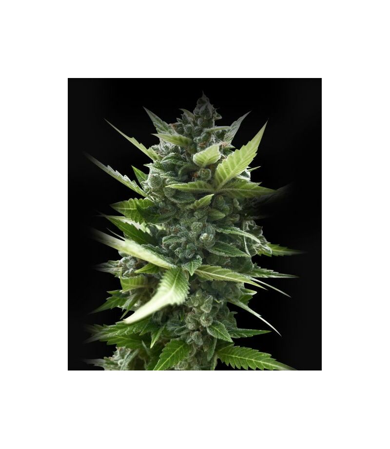 Auto White Russian, Фасовка: 5